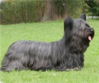 SKYE TERRIER
